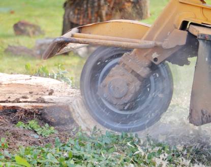 STUMP REMOVAL
